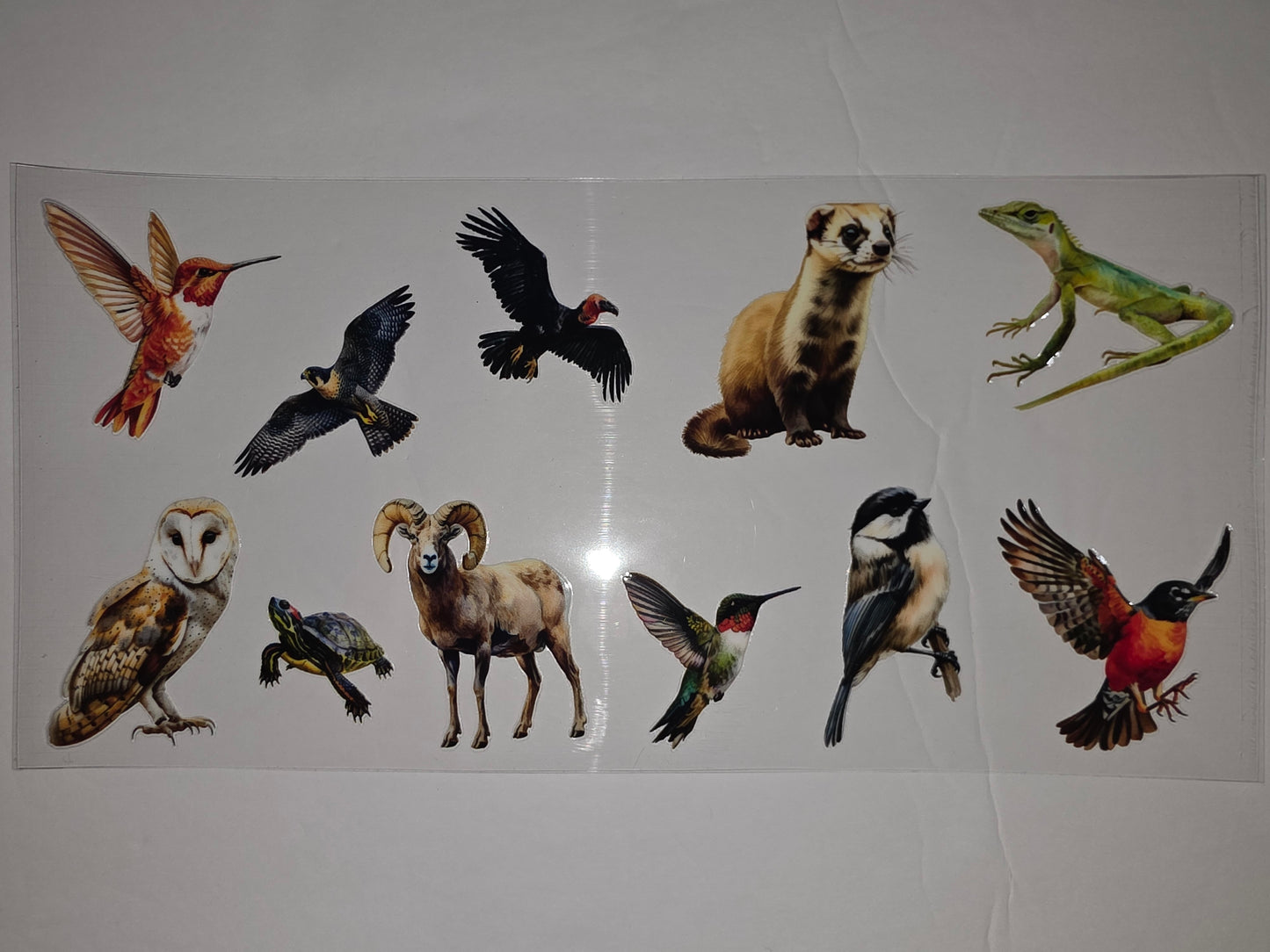 Wildlife Animal Tumbler Wrap - Birds, Ram, Lizard, Ferret, Owl, Turtle